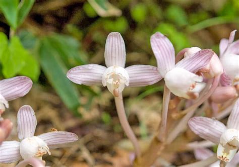 鍾馗蘭|ショウキランの育て方と花や菌根など植物の特徴をわかりやすく。